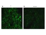 Ephrin B1, B2, B3 Antibody in Immunocytochemistry (ICC/IF)