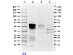 Ephrin B1, B2, B3 Antibody in Western Blot (WB)