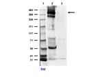 CREBBP Antibody in Western Blot (WB)