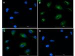 Phospho-SMAD2 (Ser467) Antibody in Immunocytochemistry (ICC/IF)