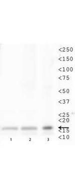 H3K79me1 Antibody in Western Blot (WB)