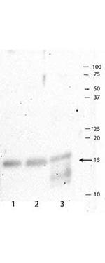 H3R2me2sT3ph Antibody in Western Blot (WB)