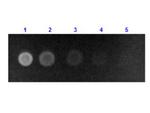 Human Serum Albumin Antibody in Dot Blot (DB)