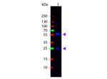 Biotin Antibody in Western Blot (WB)