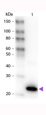 GFP Antibody in Western Blot (WB)