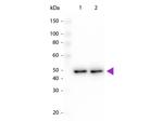 DYKDDDDK Antibody in Western Blot (WB)