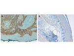 Collagen Type I Antibody in Immunohistochemistry (Paraffin) (IHC (P))