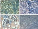 Fibronectin Antibody in Immunohistochemistry (Paraffin) (IHC (P))