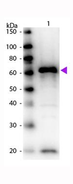 MYC Epitope Tag Antibody in Western Blot (WB)