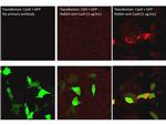 Cas 9 Antibody in Immunocytochemistry (ICC/IF)