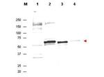 AKT Antibody in Western Blot (WB)