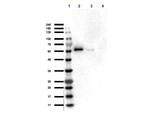 AKT Antibody in Western Blot (WB)