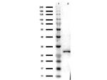 RFP Antibody in Western Blot (WB)