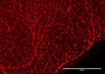 RFP Antibody in Immunohistochemistry (PFA fixed) (IHC (PFA))