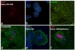 Ki-67 Antibody in Immunocytochemistry (ICC/IF)