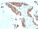 CD269/TNFRSF17/BCMA (B-Cell Maturation Protein) Antibody in Immunohistochemistry (Paraffin) (IHC (P))