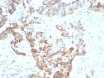 CD269/TNFRSF17/BCMA (B-Cell Maturation Protein) Antibody in Immunohistochemistry (Paraffin) (IHC (P))