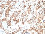 CD269/TNFRSF17/BCMA (B-Cell Maturation Protein) Antibody in Immunohistochemistry (Paraffin) (IHC (P))