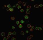 ROR-gamma/RORC (RAR-related Orphan Receptor C) Antibody in Immunocytochemistry (ICC/IF)