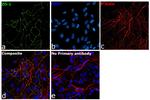 ZO-1 Antibody in Immunocytochemistry (ICC/IF)