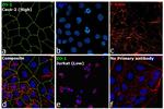 ZO-1 Antibody