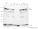 ZO-1 Antibody in Western Blot (WB)