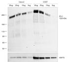 ZO-1 Antibody in Western Blot (WB)