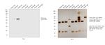 Sheep IgG (H+L) Secondary Antibody in Western Blot (WB)