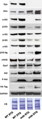 nNOS Antibody in Western Blot (WB)