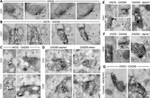 nNOS Antibody in Immunomicroscopy (IM)