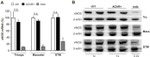 nNOS Antibody in Western Blot (WB)