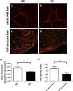 nNOS Antibody in Immunohistochemistry (IHC)