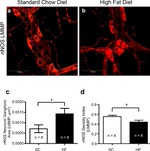 nNOS Antibody in Immunohistochemistry (IHC)