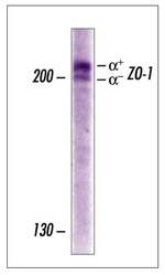 ZO-1 Antibody in Western Blot (WB)