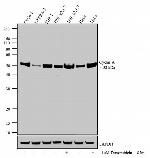 Mouse IgG (H+L) Secondary Antibody in Western Blot (WB)