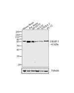 Rat IgG (H+L) Secondary Antibody in Western Blot (WB)