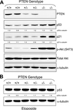 alpha Tubulin Antibody in Western Blot (WB)