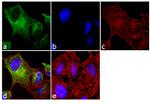 alpha Tubulin Antibody in Immunocytochemistry (ICC/IF)