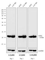 Mouse IgG (H+L) Secondary Antibody in Western Blot (WB)