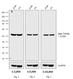 Rat IgG (H+L) Secondary Antibody in Western Blot (WB)