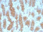 CEACAM1 (CEA Cell Adhesion Molecule 1) Antibody in Immunohistochemistry (Paraffin) (IHC (P))