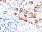 CEACAM1 (CEA Cell Adhesion Molecule 1) Antibody in Immunohistochemistry (Paraffin) (IHC (P))