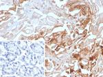 CEACAM1 (CEA Cell Adhesion Molecule 1) Antibody in Immunohistochemistry (Paraffin) (IHC (P))