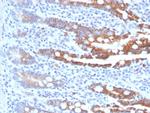 CEACAM1 (CEA Cell Adhesion Molecule 1) Antibody in Immunohistochemistry (Paraffin) (IHC (P))