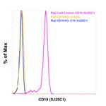 CD19 Antibody