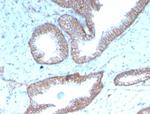 Sex Hormone Binding Globulin (SHBG) Antibody in Immunohistochemistry (Paraffin) (IHC (P))