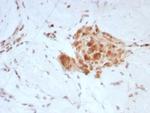 Sex Hormone Binding Globulin (SHBG) Antibody in Immunohistochemistry (Paraffin) (IHC (P))