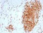 Sex Hormone Binding Globulin (SHBG) Antibody in Immunohistochemistry (Paraffin) (IHC (P))