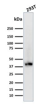 BMI1 Antibody in Western Blot (WB)