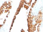 CDw75 (B-Cell Marker) Antibody in Immunohistochemistry (Paraffin) (IHC (P))